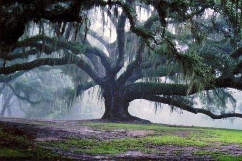 The Beauty of Trees